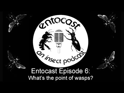 Episode 6: What&rsquo;s the point of wasps?