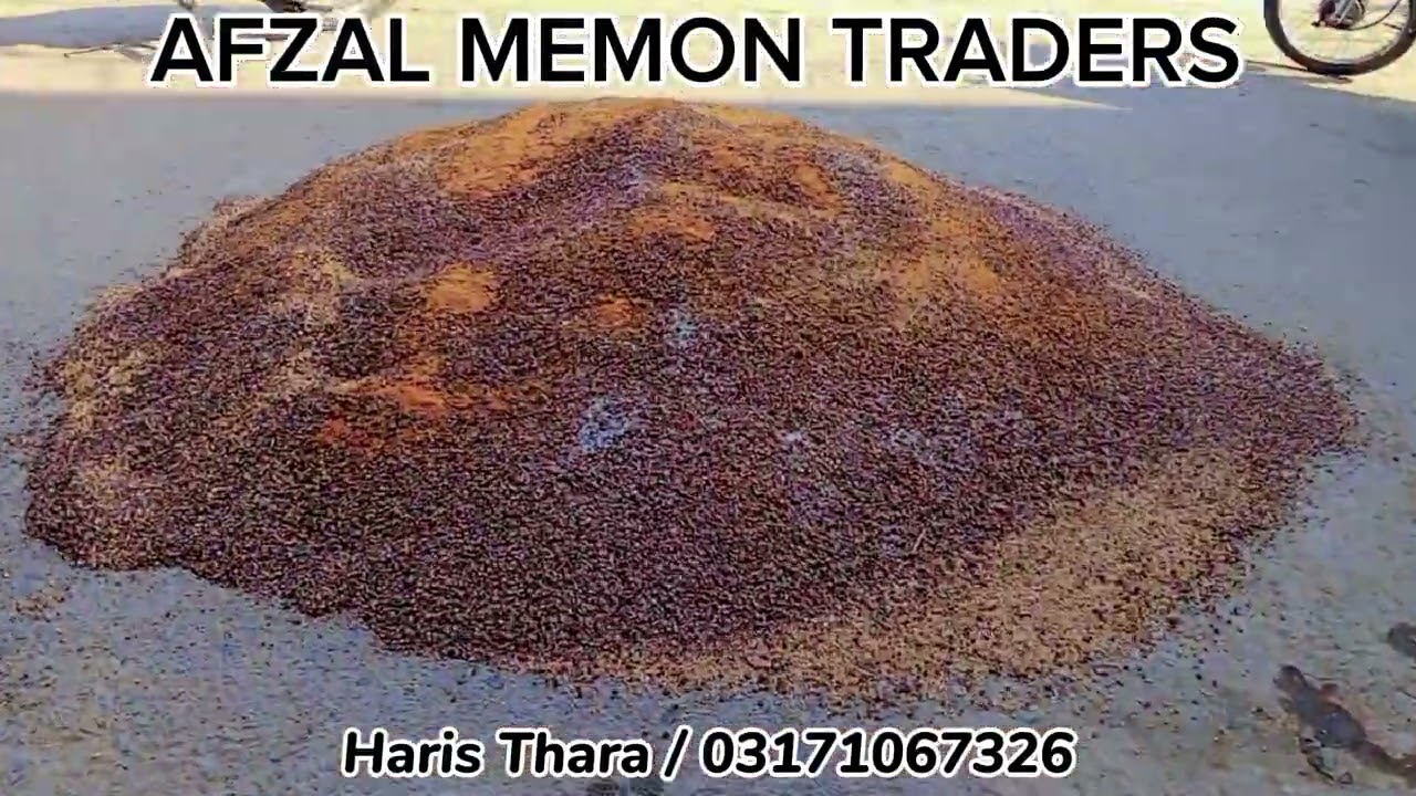 Animal winter Games : Food For Animal 🦜/ 🐏 /🐮 