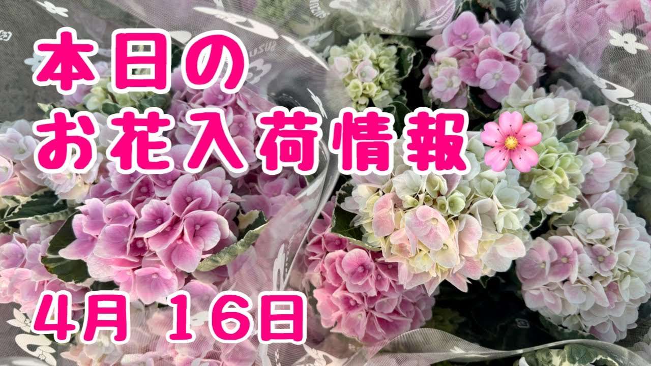 Today's flower arrival information 🌸 Hydrangeas - YouTube