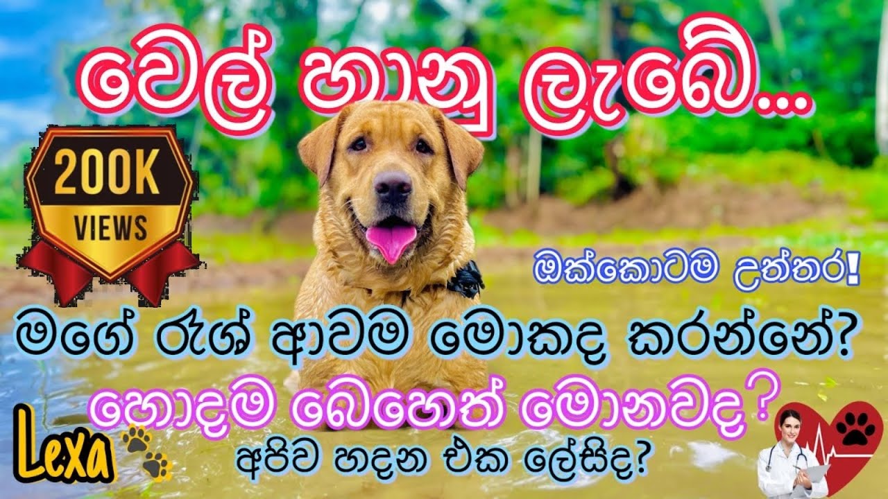 උබලගෙ වෙලත් හාල ඕනද?😏❤️| අපිව හදන එක හිතන තරම් ලේසි නෑ! Lexa🐾💗