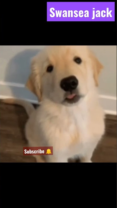 സ്വാൻസീ എന്ന ധീരനായ നായ😎/#shorts #malayalam#shortvideo #dog#pet#superhero#hero#inspore#subscribe#mwm