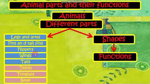 Science Grade 4 Animal parts and their functions