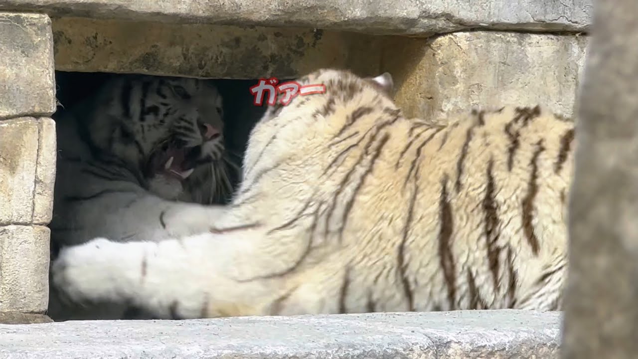 扉まで追い込まれたハクくん、起死回生の逆転はなるか⁉️ 3月2日 東武動物公園　ホワイトタイガー