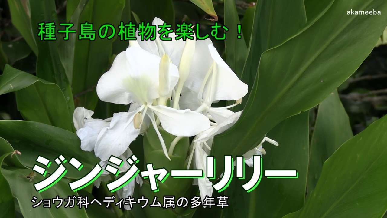 ジンジャーリリー - 四季折々の草花 - ふるさと種子島