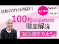 あなどれない⁉園芸のプロが語る100均の観葉植物の土【ダイソー・セリア・キャン★ドゥの3社】