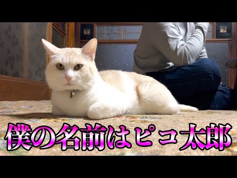 大間のマグロ漁師山本さんの愛猫ピコ太郎！