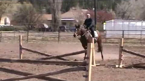 Winter Olympian Thoroughbred Gelding