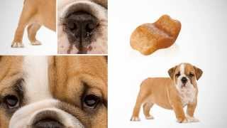 роял канин корм для собак Royal Canin (Petonly.ru) роял канин корм для собак Royal Canin (Petonly.ru)