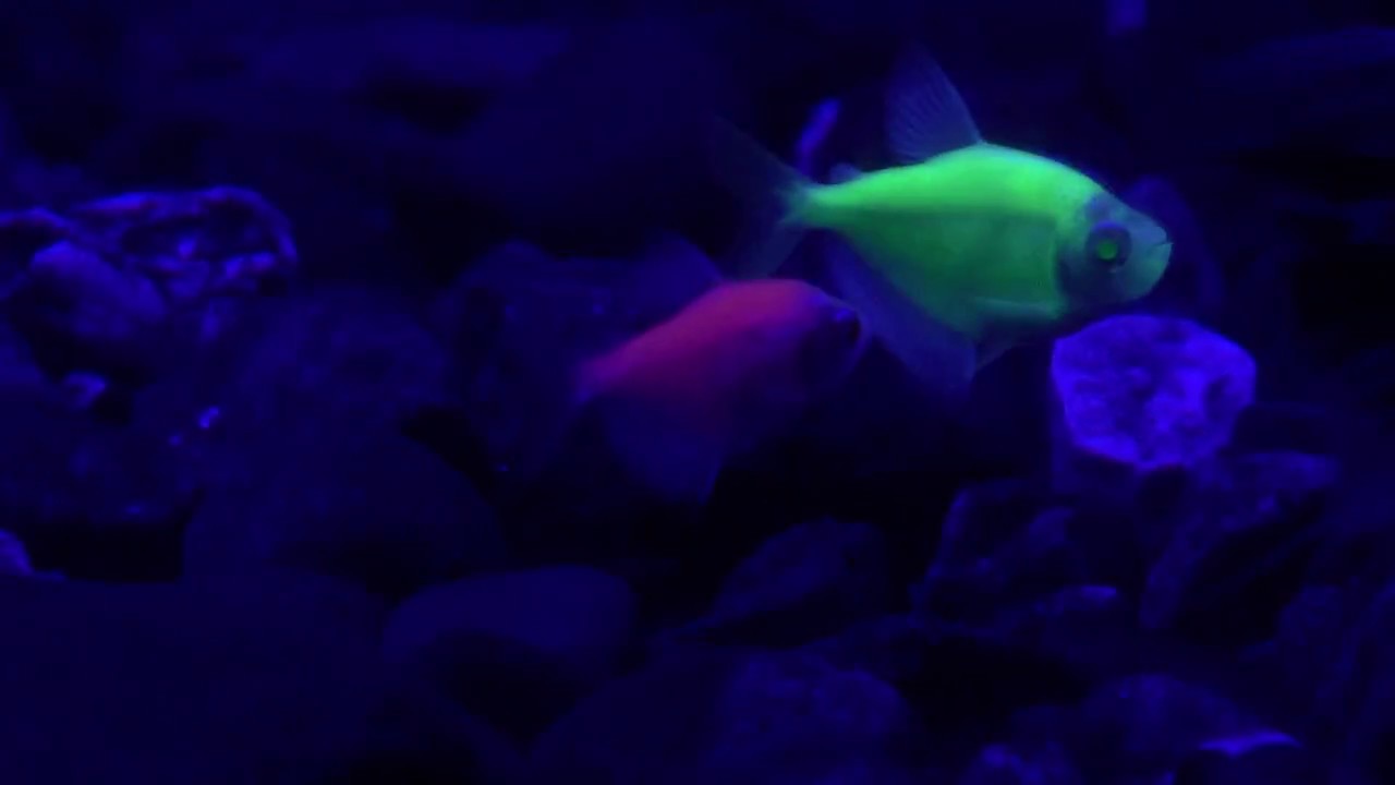 GloFish in UV light - YouTube