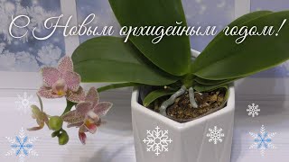 Всех моих орхидейных друзей - с Новым годом!