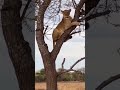 Lioness Trapped in a Tree as Hyenas Wait Below | A Battle of Nerves in the Wild #NatureSurvival