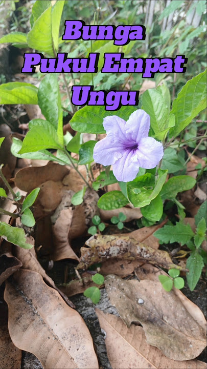 Bunga Pukul Empat Ungu #sukoharjo #shorts #shortvideo
