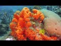 Diving with Stunning Reefs from St. Lucia [Video Clip] | SeaLife Micro 2.0