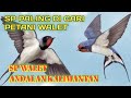 Sp Walet Paling Di Cari Petani Walet Respon Awet Joss Walet Kerumunan Mp3 - Mp4 Download