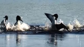 "Common Loon: Territory Defense"