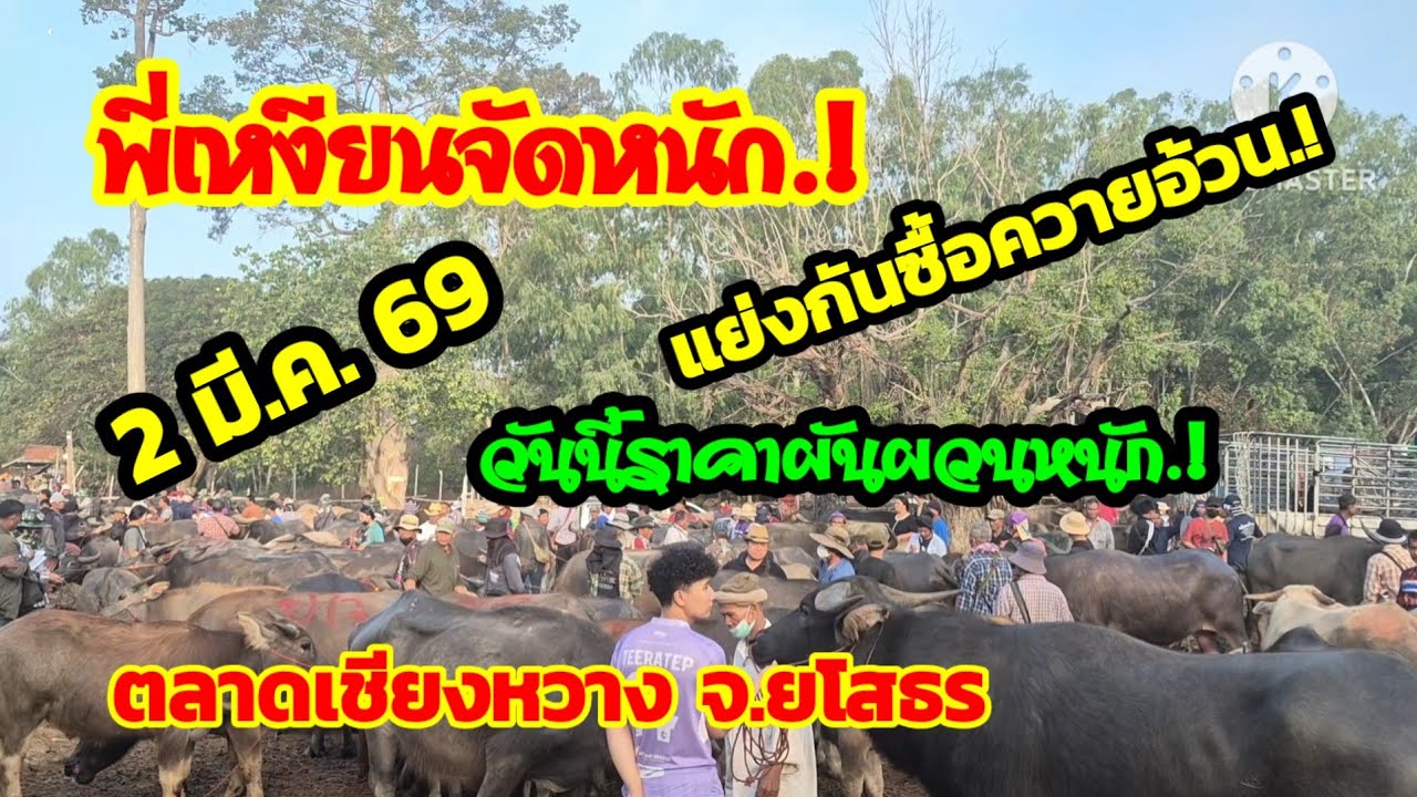 Live : สด ราคาควายวันนี้ 2 มี.ค. 69 ตลาดนัดเชียงหวาง  ยโสธร#เปิดราคาควายน่าซื้อ#ซื้อขายควายน่าเลี้ยง