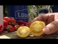 ⟹ Wapsipinicon Peach, Solanum lycopersicum, Tomato, TASTE TEST AND REVIEW, FUZZY #TOMATO