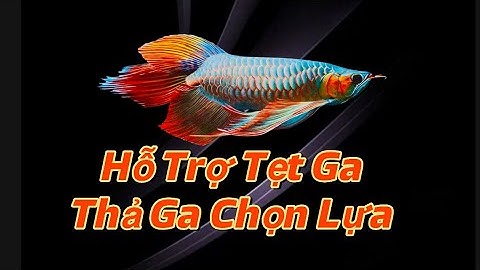 Review Phân Khúc Ổn Cho AE Trải Nghiệm | Huyết Đuôi Càng Body Đẹp 