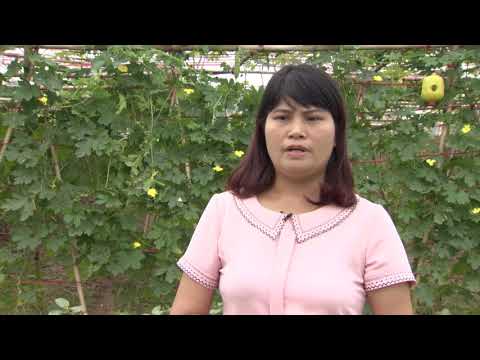 Video: Thông tin về cây mướp đắng - Cách trồng cây mướp đắng