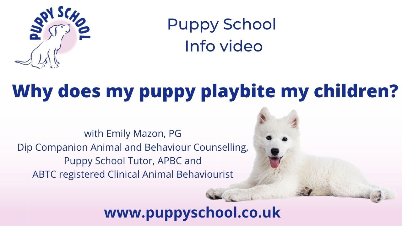 Why does my puppy playbite my children? YouTube