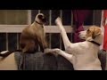 Dog & cat play inter-species game of patty cake
