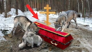 Волки вырыли гроб из свежей могилы, когда люди его открыли, то оцепенели от увиденного внутри...