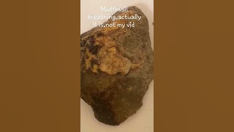 Mudfossil head breathing.the petrified remains of creatures from  mudfloods.