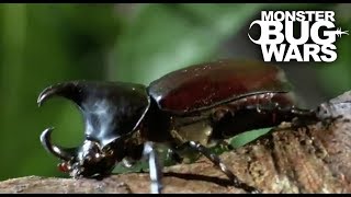 Brutal Beetle Battles | MONSTER BUG WARS