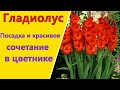 ГЛАДИОЛУС.Правильная посадка и красивое сочетание с другими растениями в цветнике.