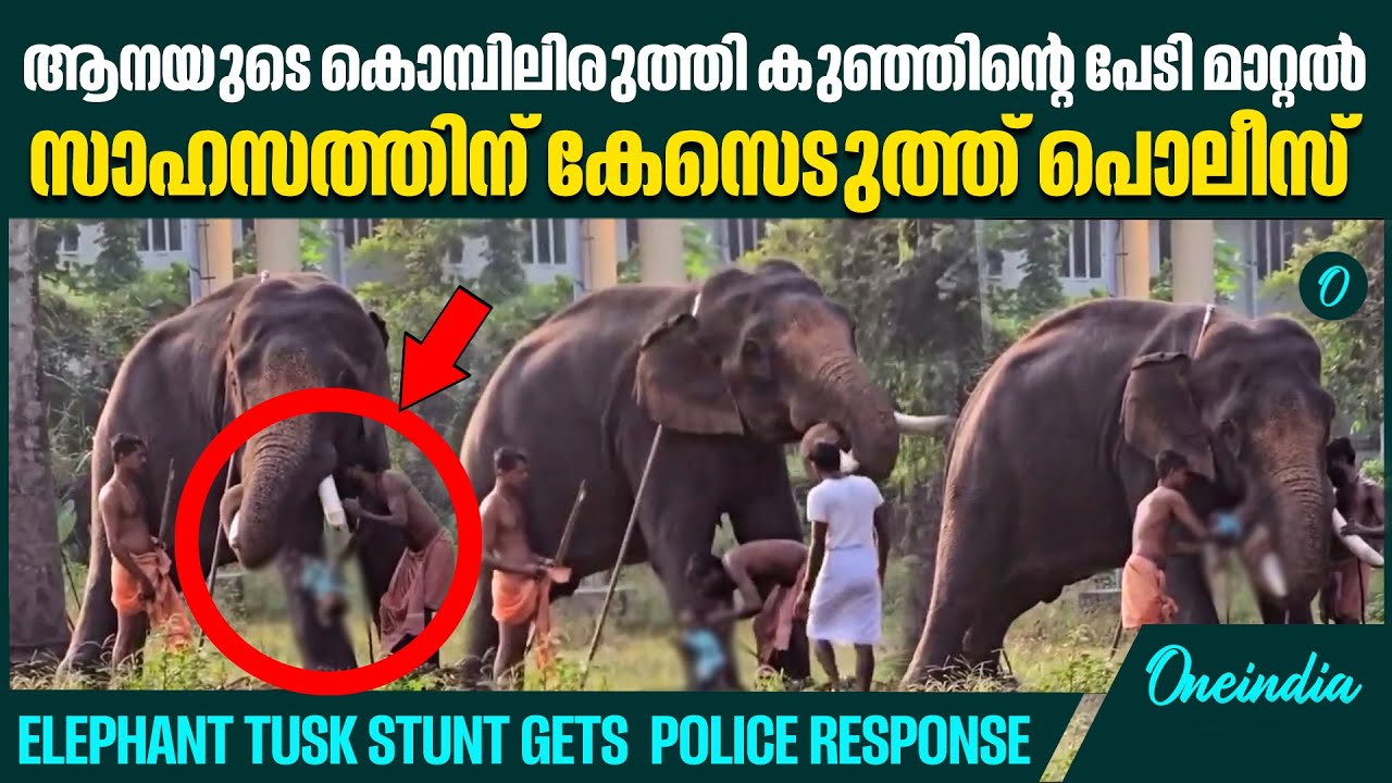 ആറുമാസം പ്രായമായ കുഞ്ഞിന്റെ പേടി മാറ്റാൻ ആനയുടെ സമീപം സാഹസം, Haripad police register case