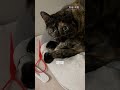我到底要睡哪啊 🧐 ？ #寵物 #cat #貓咪 #貓 #貓咪日常
