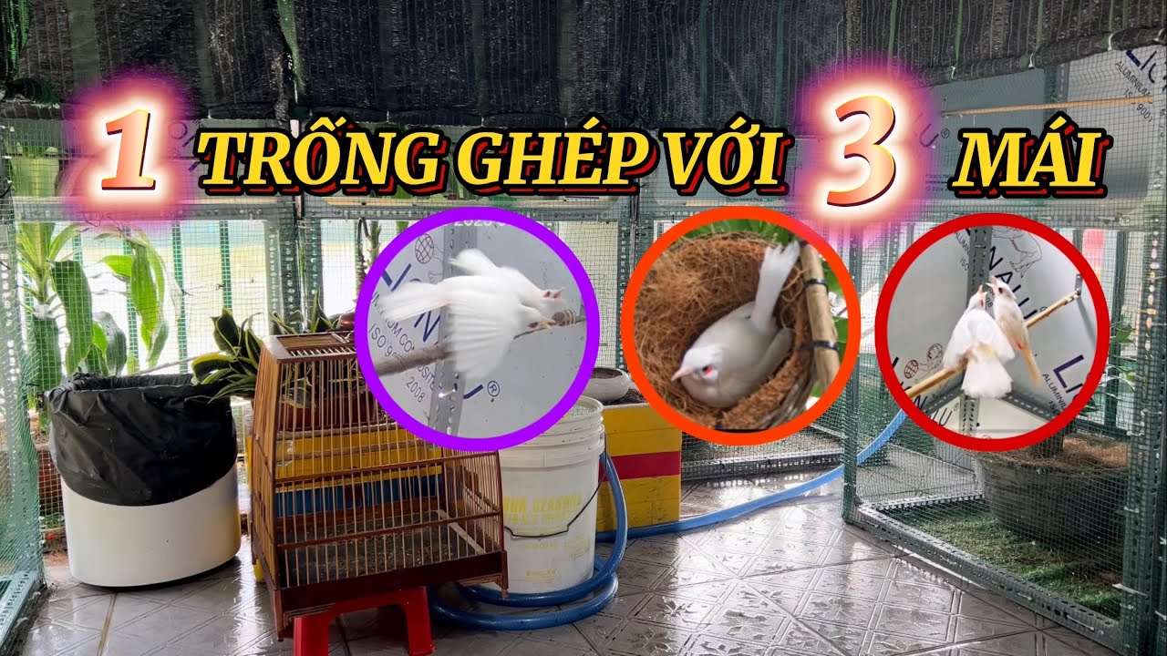 Chia sẻ cách ghép Sinh Sản một Chim Trống cho ba Chim Mái