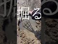 アテンドされた\潮干狩り/ #shorts