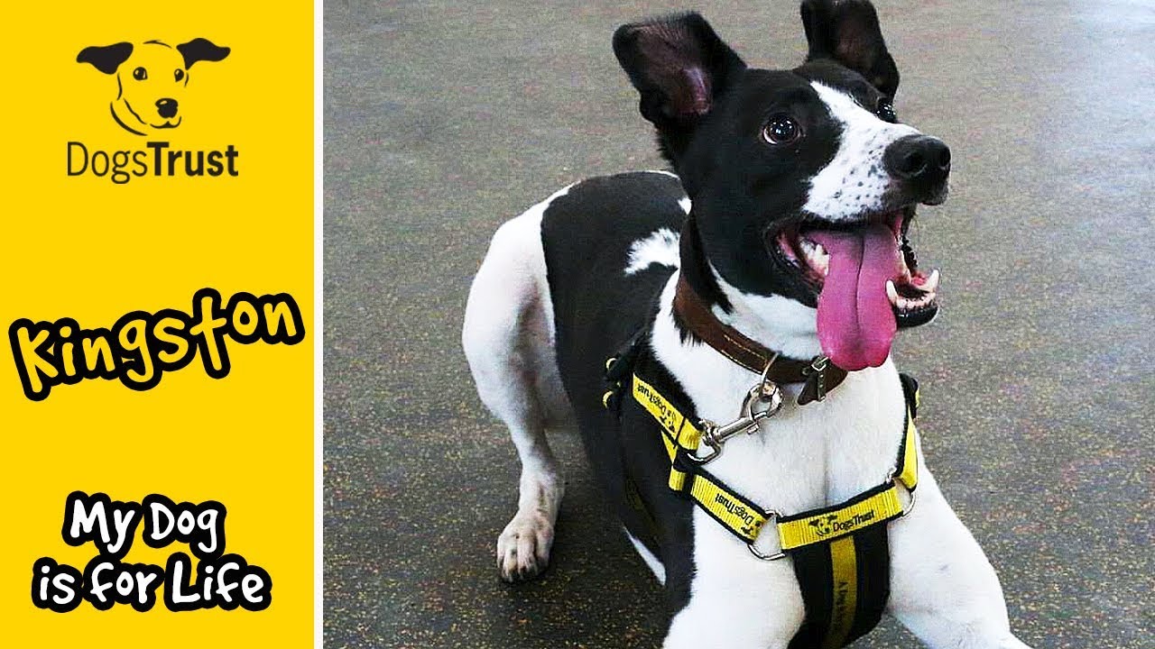 A year in the life of Kingston MyDogIsForLife Dogs Trust