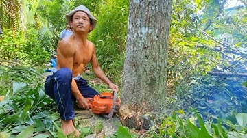 Gây Cấn, Hồi Hộp và thót tim khi xem Vua Khi cưa cây Sao cao Vài chục mét (Phần 2) hết.