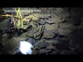 Yellow-Spotted Salamander (Ambystoma maculatum)