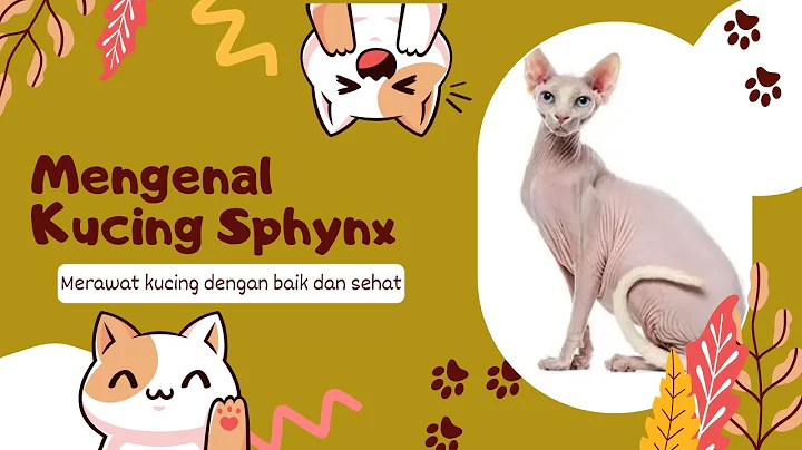 Watch the video about Mengenal Kucing Sphynx#cat #video #cute #funnyvideo #funny #cutecat #kucing #videoshort #catlover