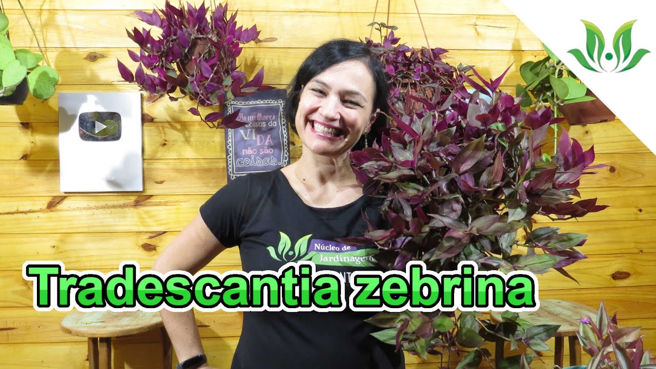Tradescantia zebrina