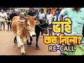 Bhai koto nilo  vai koto nilo  gabtoli gorur haat 2024 qurbani cow price in bangladesh recall4