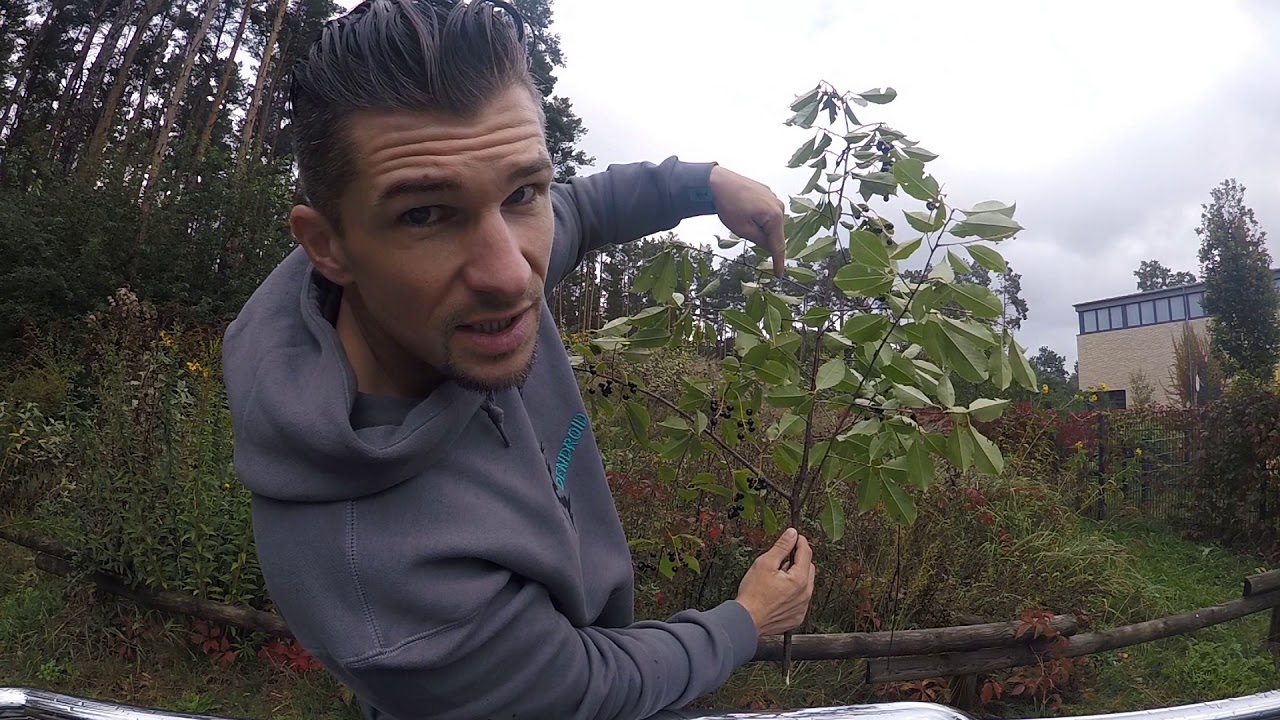 Tree climbing für Anfänger # 2 - YouTube