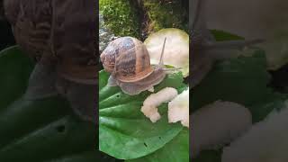 Brown Garden Snail / Большая крапчатая улитка #shorts