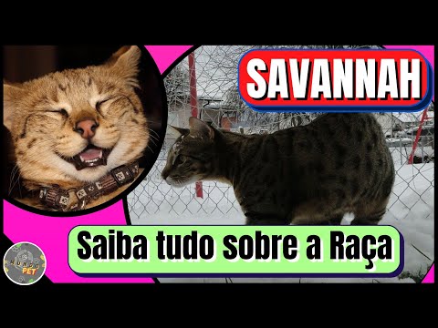 Vídeo: Savannah House Cat Cat Raça Hipoalergênica, Saúde E Expectativa De Vida