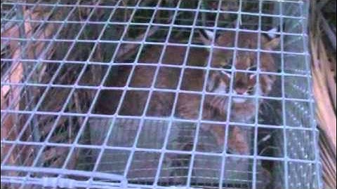 Another bobcat trapped in our yard
