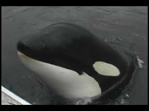 Video: Zeevarende jongen ontmoet de legendarische Luna De orka, biedt haar grote slordige kus