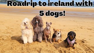 Traveling to Ireland with 5 dogs by Cece Canino My Life With Dogs 32 views 10 months ago 8 minutes, 7 seconds