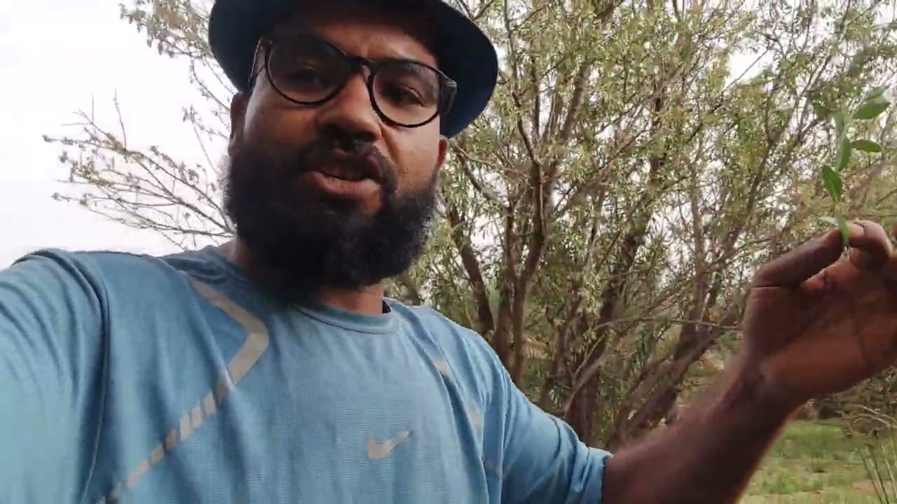 شوف استنتاج الحناء في المغرب