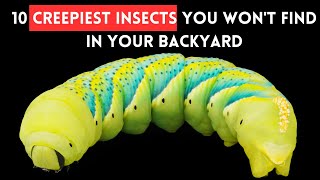 10 Creepiest Insects You Won't Find in Your Backyard by Slides TV 140 views 1 month ago 4 minutes, 48 seconds