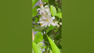 أنس الوجود محمود شاهين Amnaalrubaei 