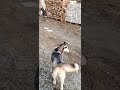 Бракованная хаски 😂#юмор #прикол  #смешноевидео #хаски #собака #dog #pet #animals #funnyanimals