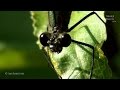 Dragonflies and Damselflies (Odonata) - Animalia Kingdom Show